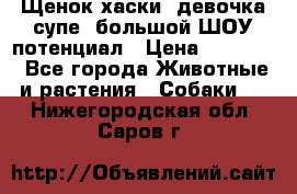 Щенок хаски, девочка супе, большой ШОУ потенциал › Цена ­ 50 000 - Все города Животные и растения » Собаки   . Нижегородская обл.,Саров г.